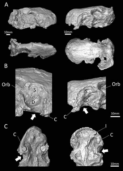 February Everything Dinosaur Blog