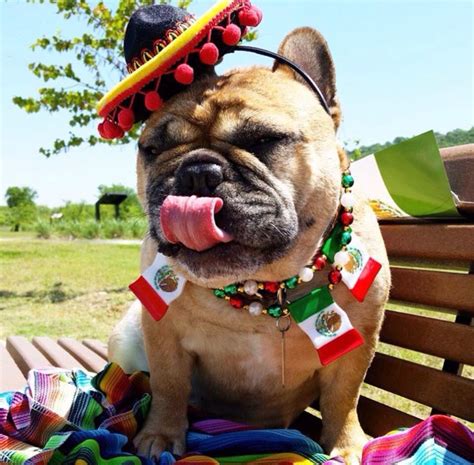 Happy Cinco De Mayowhat Do You Have Planned Today Festive