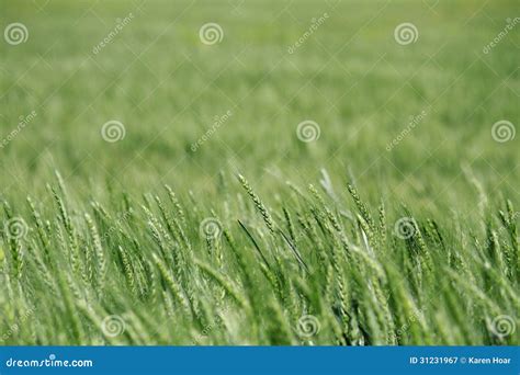 Green Wheat Field Detail Stock Image Image Of Fields 31231967