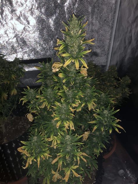 Royal Queen Seeds Green Gelato Automatic Grow Diary Journal Week By