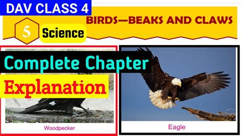 Dav Class Science Chapter Birds Beaks And Claws Full