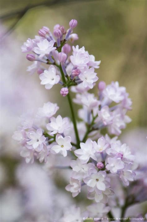 Light lavender lilac. Flowers For You, Love Flowers, Spring Flowers ...