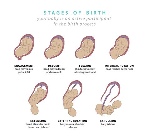 DTI's EDU Childbirth Education: How Are We Different? - Doula Trainings ...