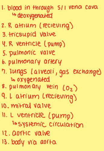 Cardiovascular Flashcards Quizlet