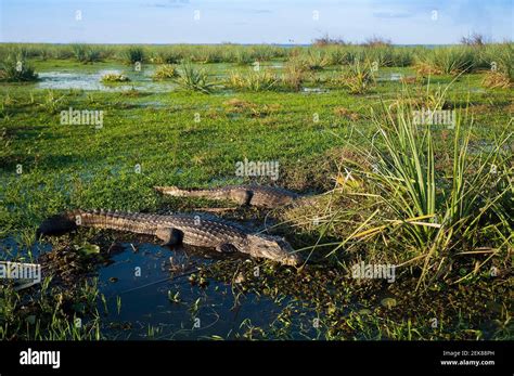 Black Caiman Habitat Hi Res Stock Photography And Images Alamy