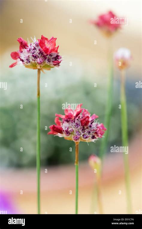 Armeria Pseudarmeria Ballerina Red False Sea Thrift Flowers Stock