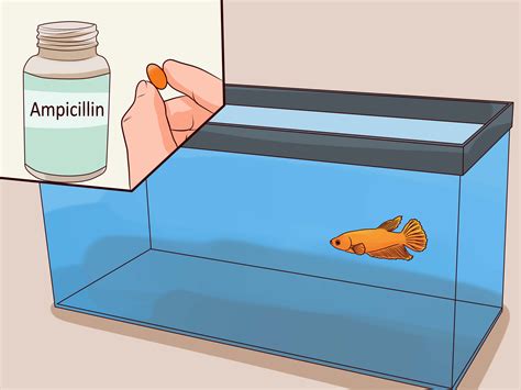 6 Ways To Tell If A Betta Fish Is Sick Wikihow