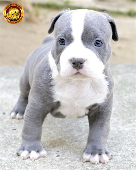 Filhotes Pitbull Pit Monster Cinza Olhos Azuis Parcelamento