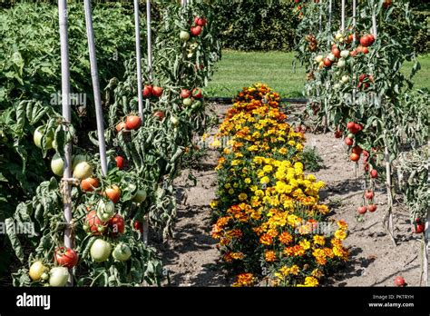 Vegetable garden, Tomatoes tagetes, Marigolds, Tomato, Marigold Stock ...