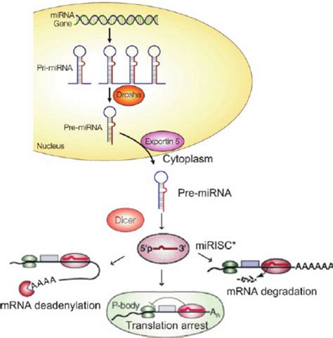 Microrna Genesis Long Stretches Of Immature Pri Mirnas Are Transcribed