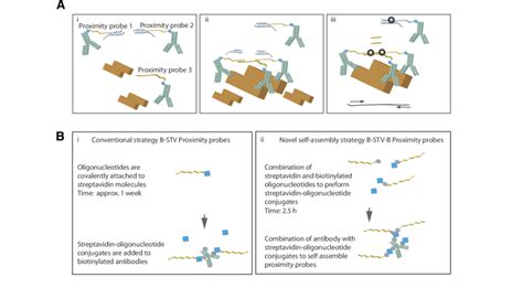 The Triple Specific Proximity Ligation Assay Pla Reaction And