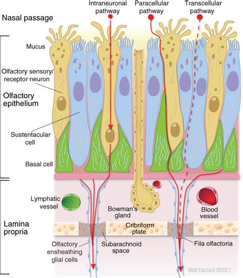 Olfactory Epithelium In The Nasal Cavity