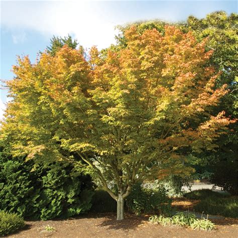 45L Acer Palmatum Sango Kaku Coral Bark Maple Bunnings Warehouse