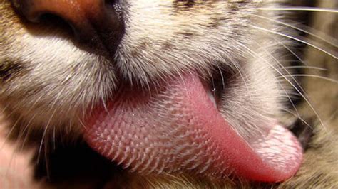 Por qué los gatos tienen la lengua áspera