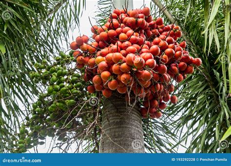 Areca Catechu Areca Nueces De Betas De Palma De Nuez De Palma Que