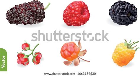 Berries Realistic Set Mulberry Red Yellow 库存矢量图（免版税）1663139530