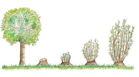 Coppice System Everything You Need To Know About Silvicultural System