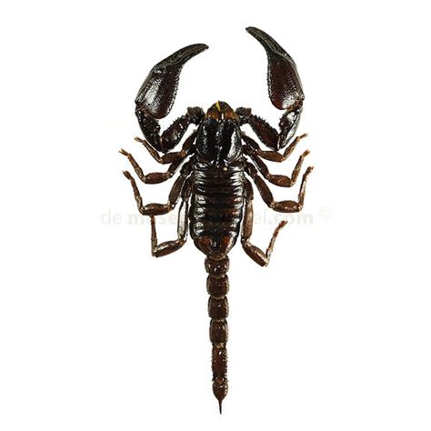 Heterometrus Spinifer Giant Forest Scorpion DeMuseumwinkel