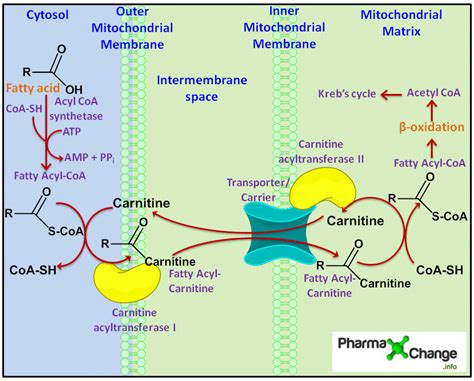 Activation And Transportation Of Fatty Acids To The Mitochondria Via