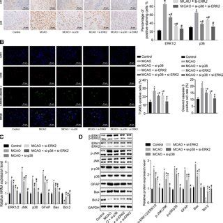 Inhibition Of P Or Erk Signaling Pathway Attenuates Oxidative Stress