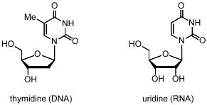 Atdbio Nucleic Acids Book Chapter Nucleic Acid Structure