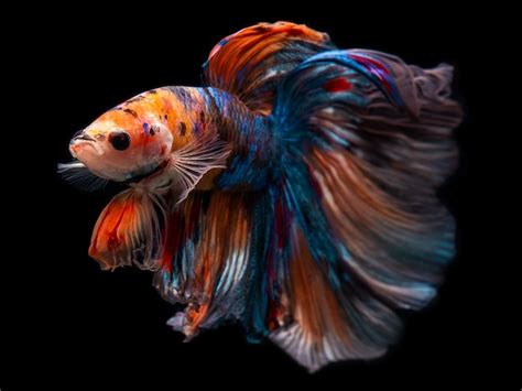 Premium Photo Half Moon Giant Betta Siamese Fighting Fish