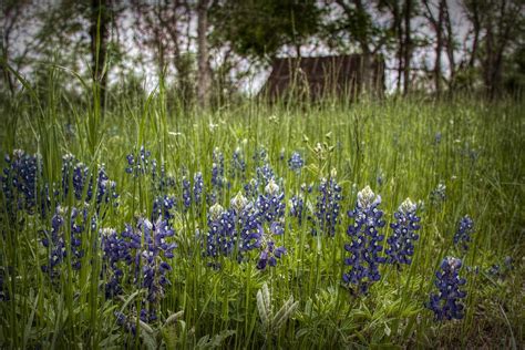 Texas State Flower Digital Art By Linda Unger Fine Art America