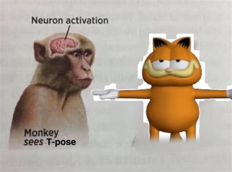 Where Did The Image Of The Neuron Activation Monkey Come From The