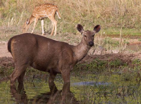 Fauna In Bandhavgarh National Park Wildlife Of Bandhavgarh