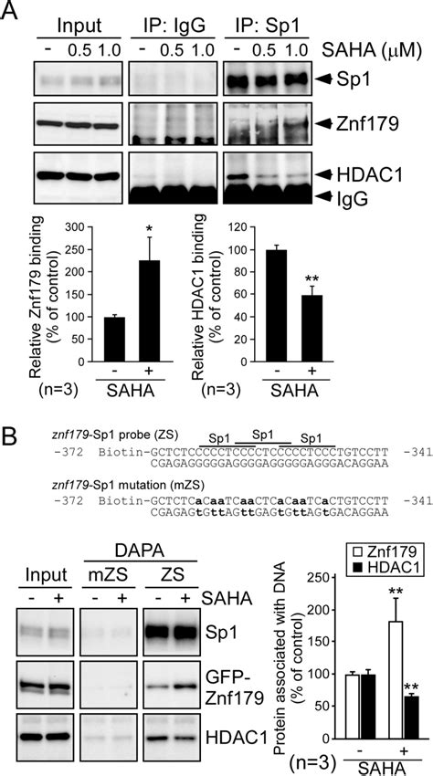 Upregulation Of Znf Acetylation By Saha Protects Cells Against