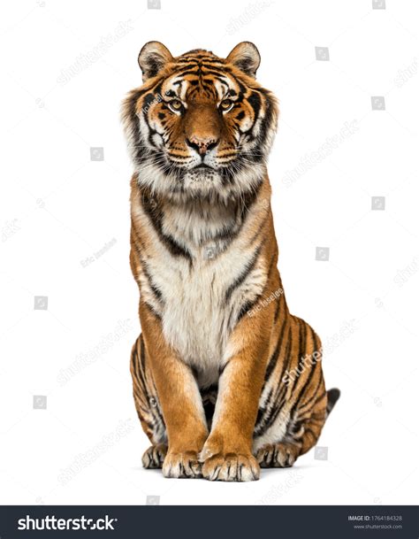 32 693 Tiger Sitting Images Stock Photos 3D Objects Vectors