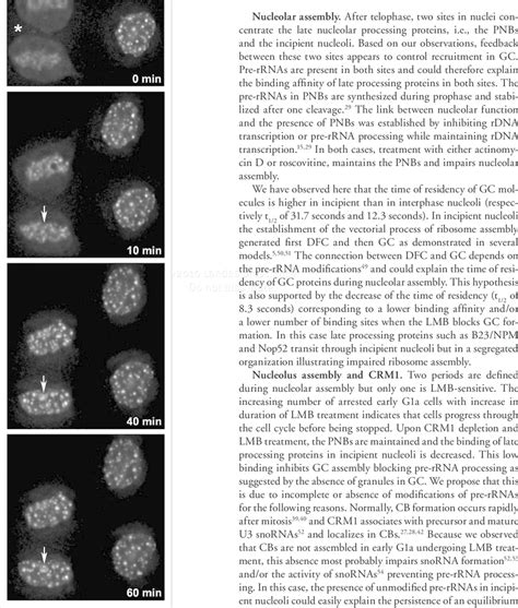 LMB blocks cells in early G1a. Cell cycle progression during LBM ...