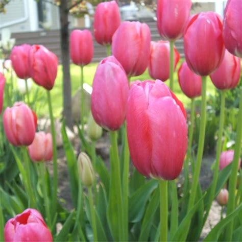 Renown Tulip Town Bulb Company