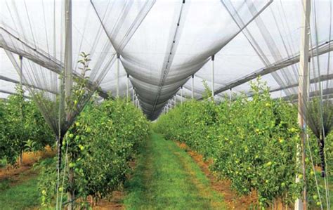 Anti Hail Net The Perfect Hail And Bird Cover For Fruit Orchards