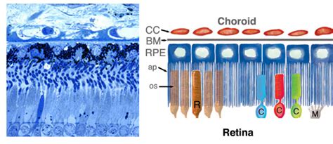 Figure Light Micrograph Of The Human Webvision Ncbi Bookshelf