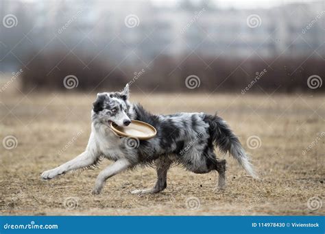 Border Collie Catching Frisbee Stock Photo - Image of plastic, fast ...