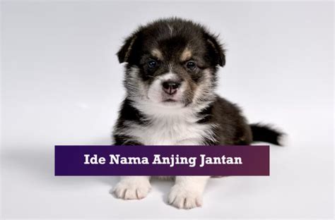 1001 Ide Nama Anjing Jantan Lucu Unik Dan Aesthetic