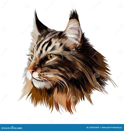 Maine Coon Face Portrait From Multicolored Paints Splash Of Watercolor