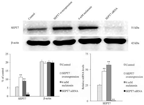 Overexpression Of Septin 7 Inhibits Melatonin Induced Cell Apoptosis In