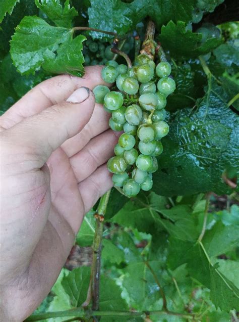 Grandine Nella Zona Del Custoza Doc Si Fa La Conta Dei Danni