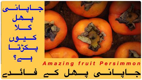 Japani Phal Persimmon Fruit Benefits Of Persimmon Fruit جاپانی پھل