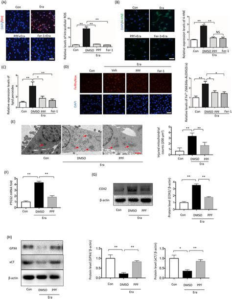 Propofol Prevents Erastin Induced Cell Ferroptosis Analysis Of HT 22