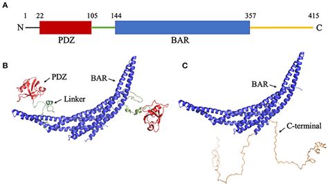 Frontiers Residue Level Contact Reveals Modular Domain Interactions