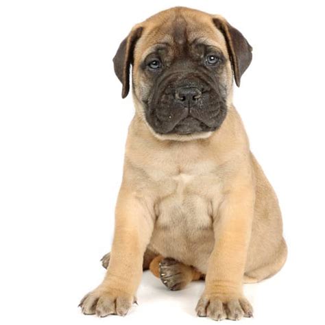 Bullmastiff Puppies For Sale • Adopt Your Puppy Today • Infinity Pups