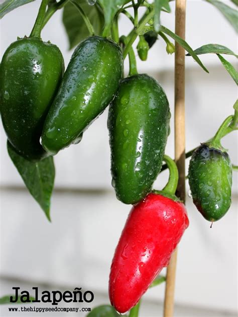 Mexican Chili Pepper Seeds