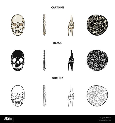 Skullspinefemurosteoporosisdeathchiropracticbonycellmonster