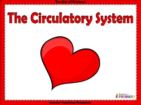 The Circulatory System Powerpoint Science Year 6