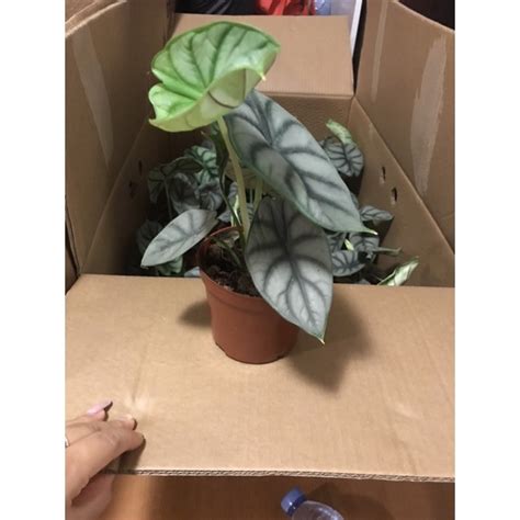 อโลคาเซย ซลเวอร Alocasia silver กอขนาดใหญ ม 5 6ใบ Shopee Thailand