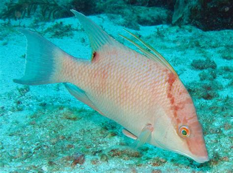 The Life of Animals: Hogfish