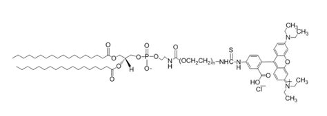 DSPE PEG RB二硬脂酰磷脂酰乙醇胺 PEG 罗丹明B能够与细胞表面的受体结合 哔哩哔哩